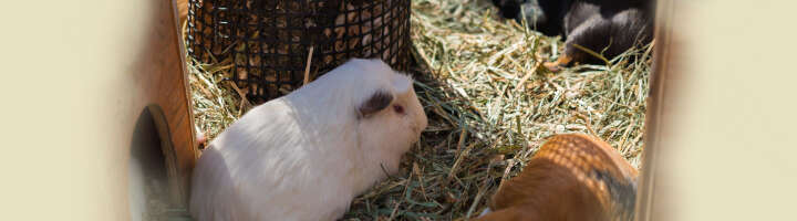 kleintierstreu kategorieeinstiegsbanner